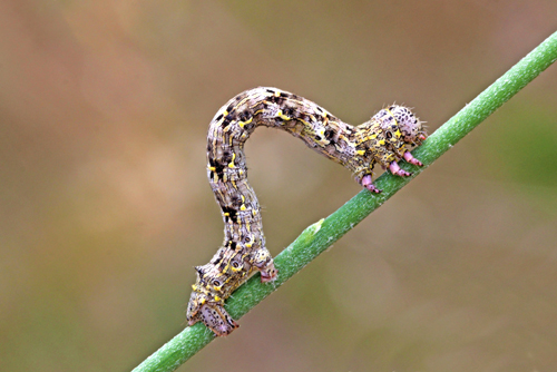 Identificazione bruco